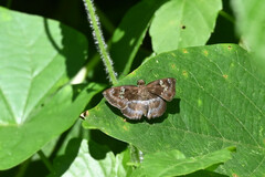 Quadrus cerialis