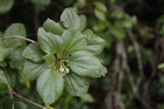 Hampea