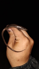 Marisora lineola
