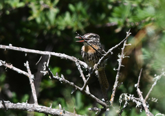 Nystalus maculatus striatipectus