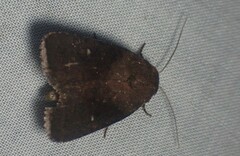 Pseudorthodes vecors