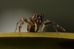 Cosmophasis micarioides