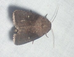 Pseudorthodes vecors