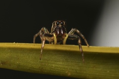 Cosmophasis micarioides