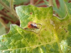 Smiliinae