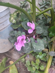 Cyclamen