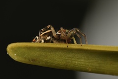 Cosmophasis micarioides