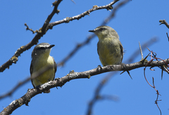 Stigmatura budytoides