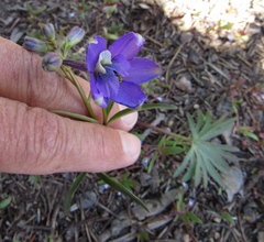 Delphinium nuttallianum