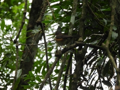Turdus albicollis