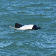 Cephalorhynchus commersonii