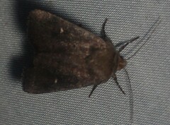 Pseudorthodes vecors