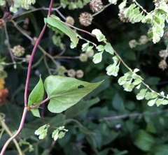 Fallopia cristata