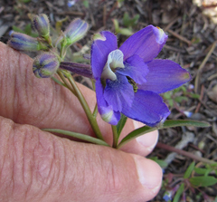 Delphinium nuttallianum