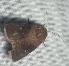 Pseudorthodes vecors