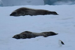 Leptonychotes weddellii