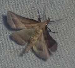 Macrochilo absorptalis