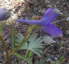 Delphinium nuttallianum