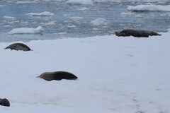 Leptonychotes weddellii