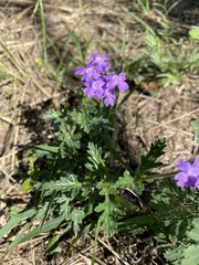 Glandularia tenera