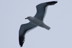 Larus dominicanus