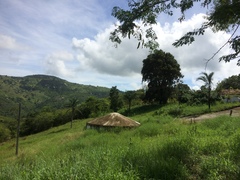 Ruprechtia laxiflora