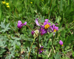 Primula pauciflora