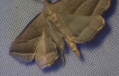 Macrochilo absorptalis