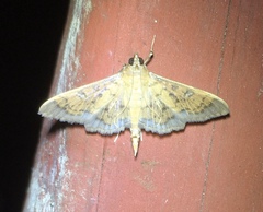 Diacme elealis