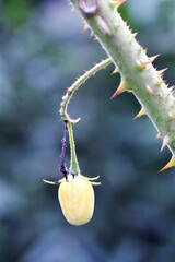 Solanum neei