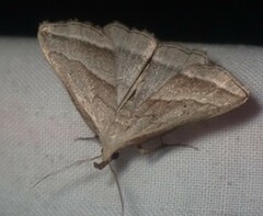 Macrochilo absorptalis