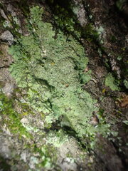 Phaeophyscia squarrosa