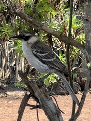 Mimus parvulus parvulus