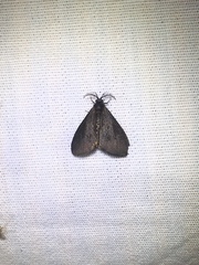 Cryptothelea gloverii