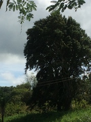 Ruprechtia laxiflora