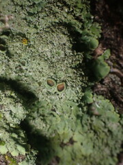Phaeophyscia squarrosa