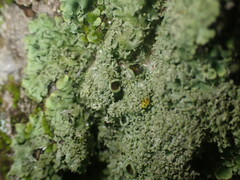 Phaeophyscia squarrosa