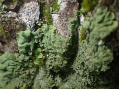Phaeophyscia squarrosa