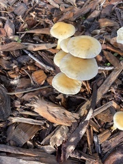 Leratiomyces percevalii