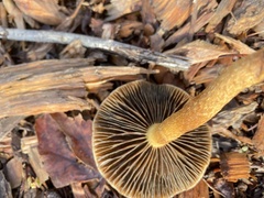 Leratiomyces percevalii