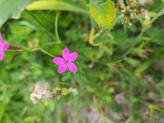 Dianthus armeria