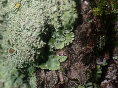 Phaeophyscia squarrosa