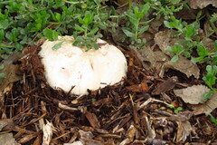 Agaricus deserticola