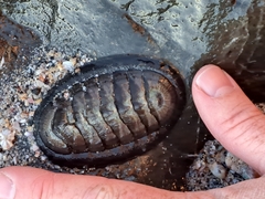 Chiton