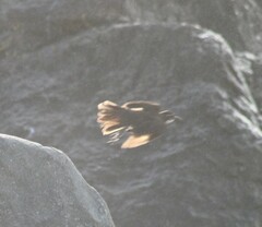 Cinclodes nigrofumosus