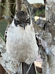 Mimus parvulus parvulus