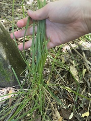 Poa anceps