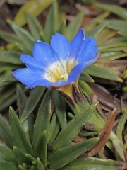 Gentiana sedifolia
