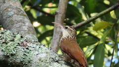 Lepidocolaptes falcinellus