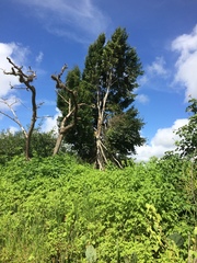 Ruprechtia laxiflora